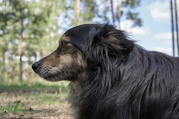 Inbred dog. Mongrel in the park.