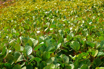 Withered yellow leaf background. Eaten by pests.