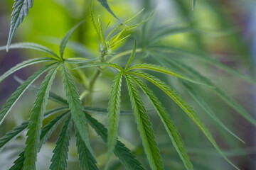 Background of fresh green cannabis leaf, marijuana vegetation plants,