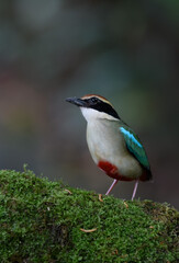 A beautiful colorful bird perched on a moss log in the morning sunlight. Fairy pitta.