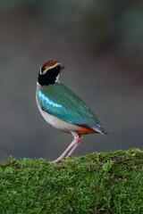 A beautiful colorful bird perched on a moss log in the morning sunlight. Fairy pitta.