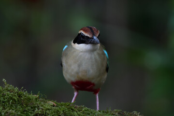 A beautiful colorful bird perched on a moss log in the morning sunlight. Fairy pitta.