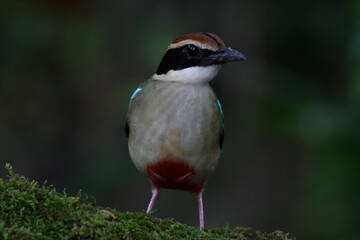 A beautiful colorful bird perched on a moss log in the morning sunlight. Fairy pitta.