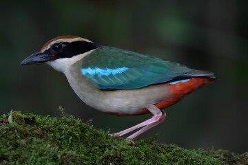 Obraz premium A beautiful colorful bird perched on a moss log in the morning sunlight. Fairy pitta.