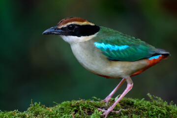 A beautiful colorful bird perched on a moss log in the morning sunlight. Fairy pitta.