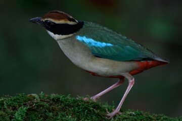 A beautiful colorful bird perched on a moss log in the morning sunlight. Fairy pitta.