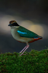 A beautiful colorful bird perched on a moss log in the morning sunlight. Fairy pitta.