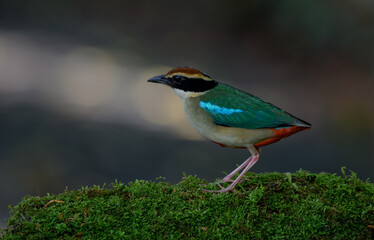 A beautiful colorful bird perched on a moss log in the morning sunlight. Fairy pitta.