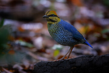 Blue pitta (Hydrornis cyaneus) in Phetchaburi, Thailand.