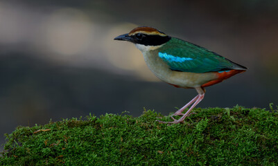A beautiful colorful bird perched on a moss log in the morning sunlight. Fairy pitta.