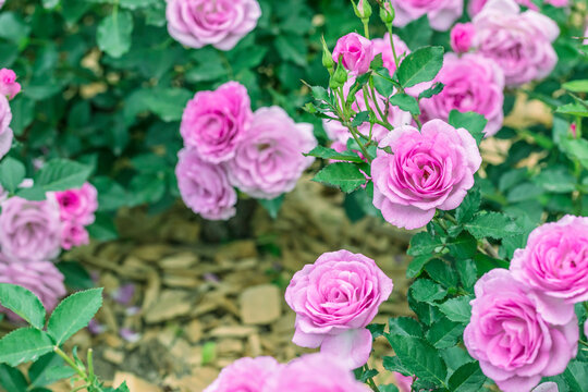 Close up Pink Rose flower on blur background.