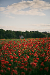 landscape with lovely sunset over the poppy field with trees and houses in the background