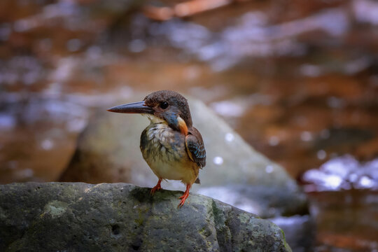 Blue-banded Kingfisher standing on stone flowing streams rivers in primary rainforest.