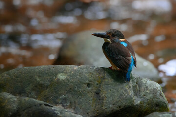 Blue-banded Kingfisher standing on stone flowing streams rivers in primary rainforest.