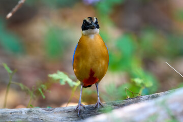 Blue-winged Pitta (Pitta moluccensis) sticking to branches for food.