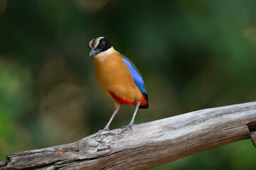 Blue-winged Pitta (Pitta moluccensis) sticking to branches for food.