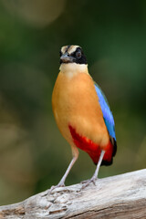 Blue-winged Pitta (Pitta moluccensis) sticking to branches for food.