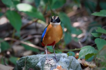 Blue-winged Pitta (Pitta moluccensis) sticking to branches for food.