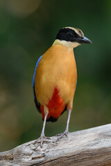 Blue-winged Pitta (Pitta moluccensis) sticking to branches for food.