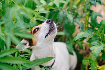 a drug-seeking dog barks at cannabis plants. illegal cultivation of cannabis. narcotic plant. crime. drug trafficking law. 