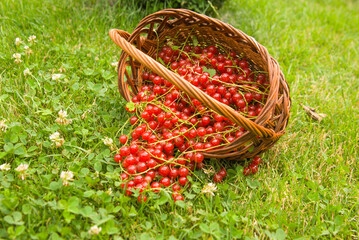 basket with berries