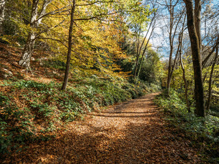 Pathway through the autumn forest with colorful trees in the evening sunlight