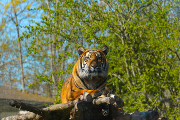 A beautiful tiger lies on a tree. Wildlife.