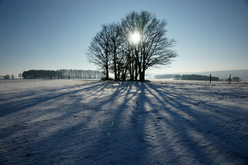 Bäume im Winter, Gegenlicht