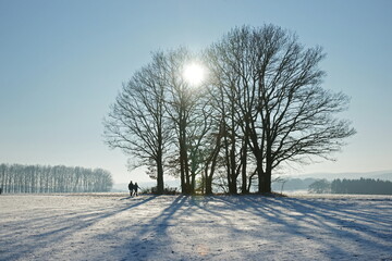 Bäume im Winter, Gegenlicht