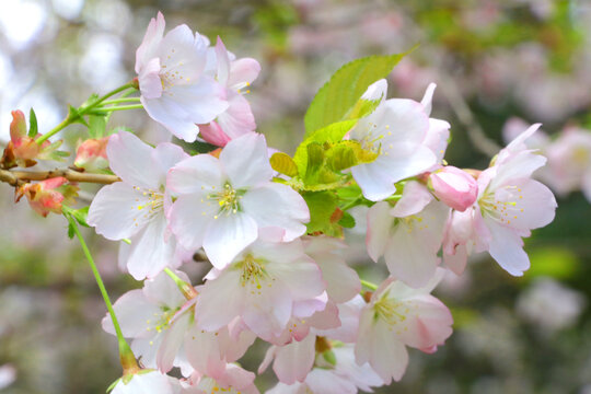 A flowering branch of a cherry or apple tree in the garden. Background of spring.