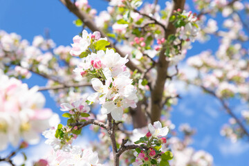 White pink flowers of the apple tree variety 