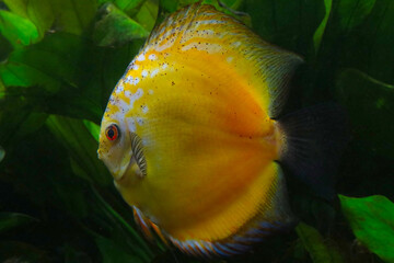 Yellow beautiful fish swims in the water. Underwater world.