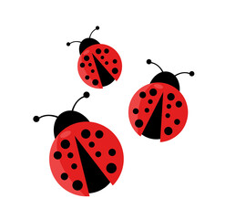 Ladybug vector illustration