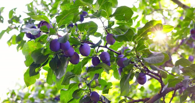 Plum tree with fresh ripe plums at harvest in orchard garden and sunlight