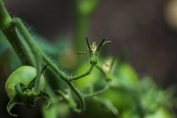 tomato seeds on a branch