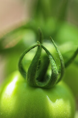 small tomatoes on a branch