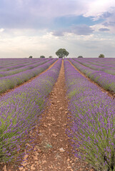 Fototapeta na wymiar Lavender planting in rows with tree in the background vertical view