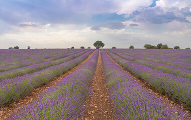 Lavender planting in rows with tree in the background