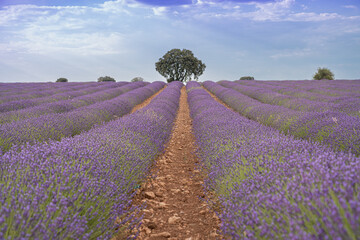 Fototapeta na wymiar Lavender planting in rows with tree in the background