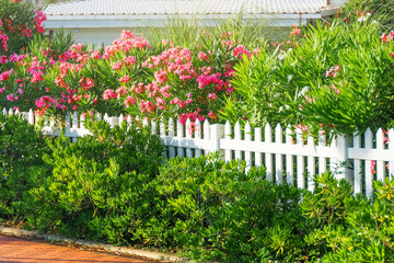 Green city alley with blooming oleander and green shrubs near a wooden fence painted white.