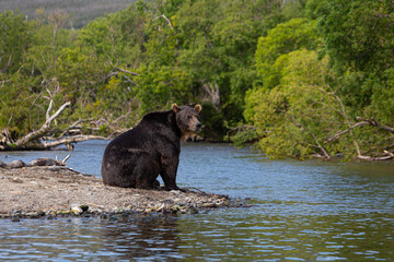 bear in the lake