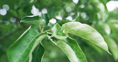 Lush foliage. Green nature. Summer garden. Closeup of fresh apple tree branch leaves on bokeh light blur greenery texture background.