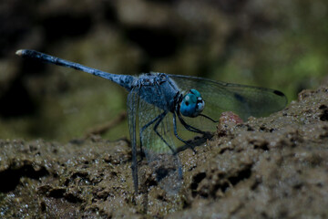 A dragon fly in vibrant blue