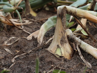 Ripening onions in the garden