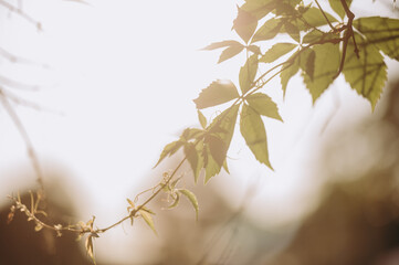 Młoda gałązka podczas zachodzącego słońca © rozentuzjazmowany