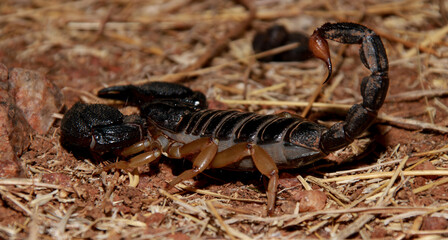 A scary scorpion in middle of deserted area