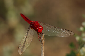 A dragon fly on a stick
