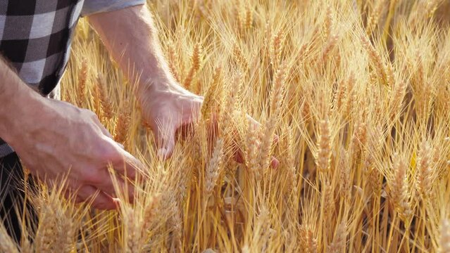 The hand of a farmer's man in close-up. A farmer holds wheat spikelets while checking the grain harvest. The concept of grain import and export, economic crisis, famine and embargo
