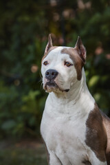 Obraz premium american staffordshire terrier