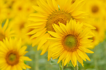 campo de girasoles, Helianthus annuus, santa María de Huerta, Soria,  comunidad autónoma de Castilla y León, Spain, Europe